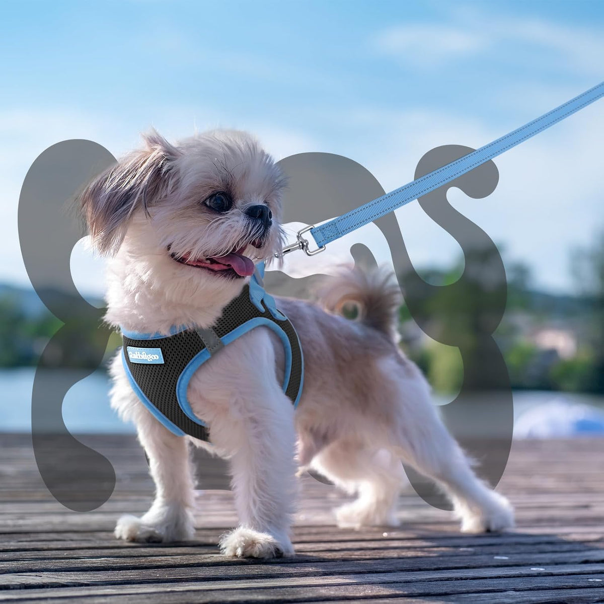 Comfort Fit Dog Harness Set